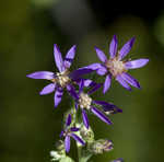 Eastern silver aster